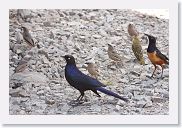 14SerengetiDayGameDrive - 111 * Ruppell's Long-tailed Starling and Hildebrandt's Starling. Grey-capped Social-Weavers.